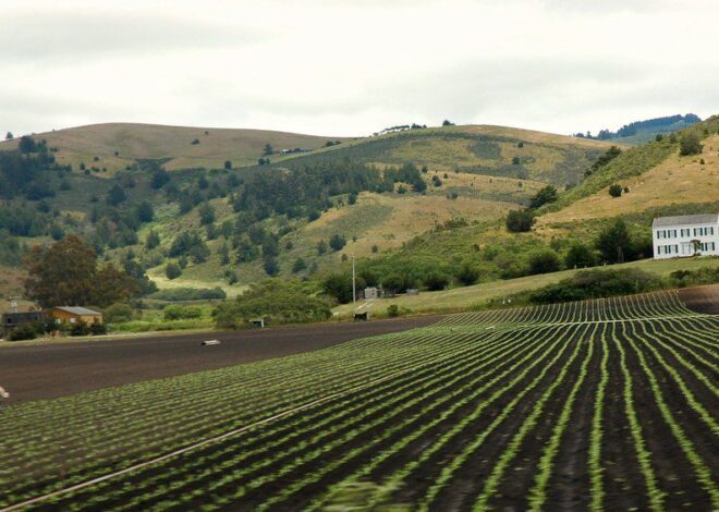 How Did Farmers Respond When the Trump Administration Suddenly Stopped Paying Them to Help Feed Needy Californians?