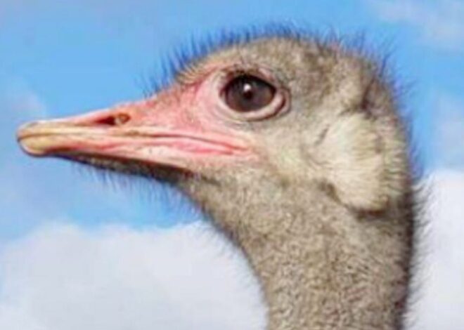 URGENT ANNOUNCEMENT REGARDING THE CANADIAN OSTRICHES
