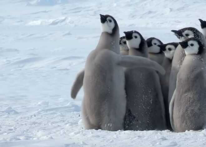 Further | Good Trouble: March, March, Sons Of The Ice!