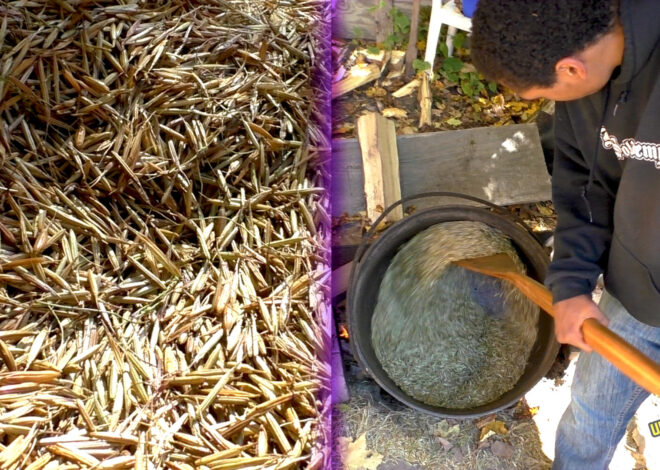 Pressure Builds to Protect Manoomin (Wild Rice)