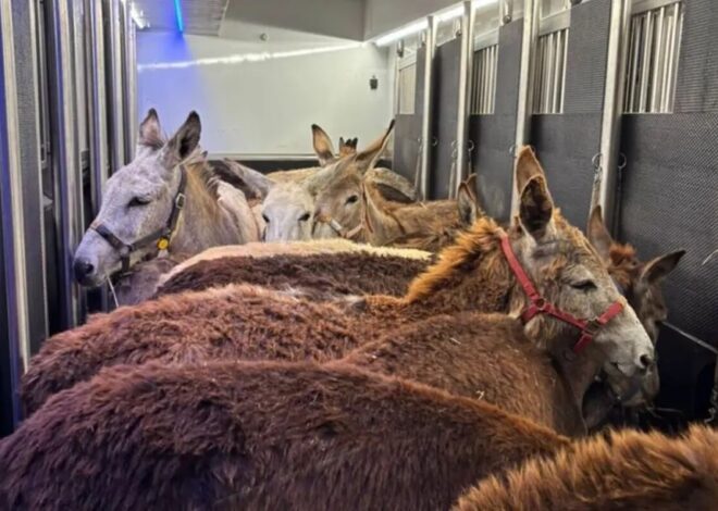 Israel stole donkeys from Gaza, sent them to Europe