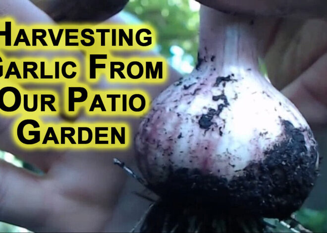 Harvesting Garlic From Our Patio Garden: Show & Tell, Investing Advice, Growing Money [ASMR]