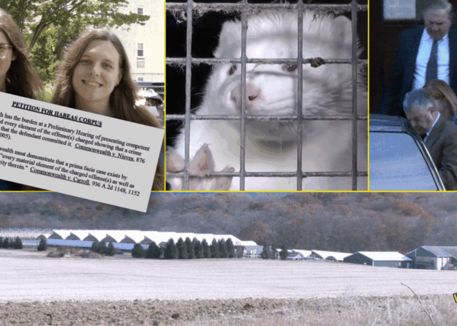 RICO Charge Dropped in ‘Northumberland 2’ Mink Fur Farm Case