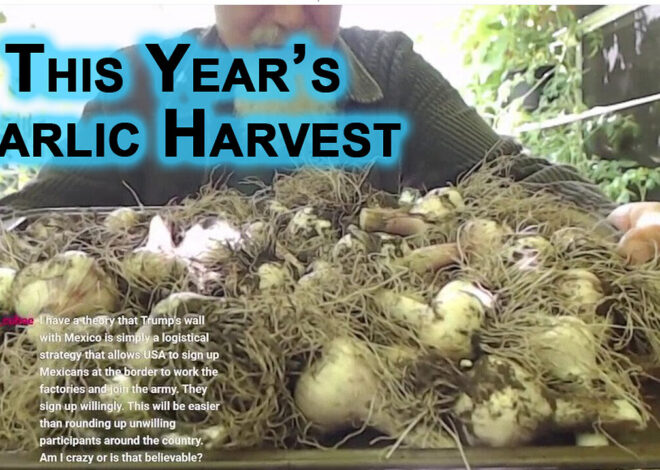 This Yearâs Garlic Harvest From Our Patio Garden