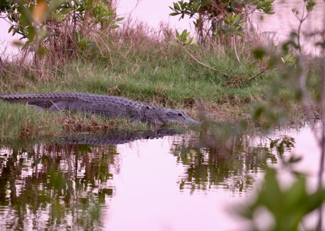 Why Eco Groups Oppose "Alligator Alcatraz"