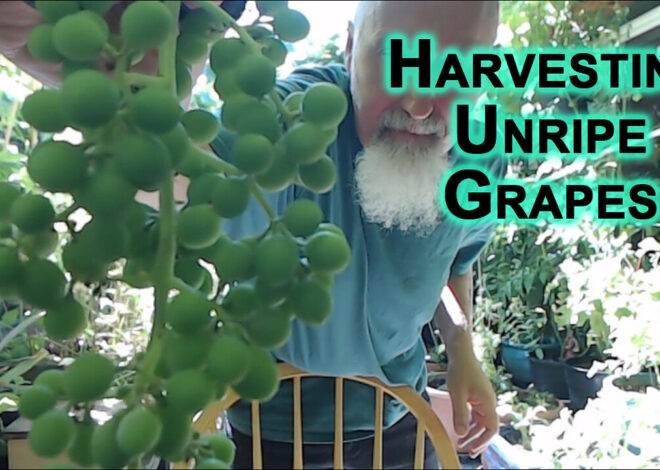 Harvesting Unripe Grapes From Our Patio Garden [ASMR]