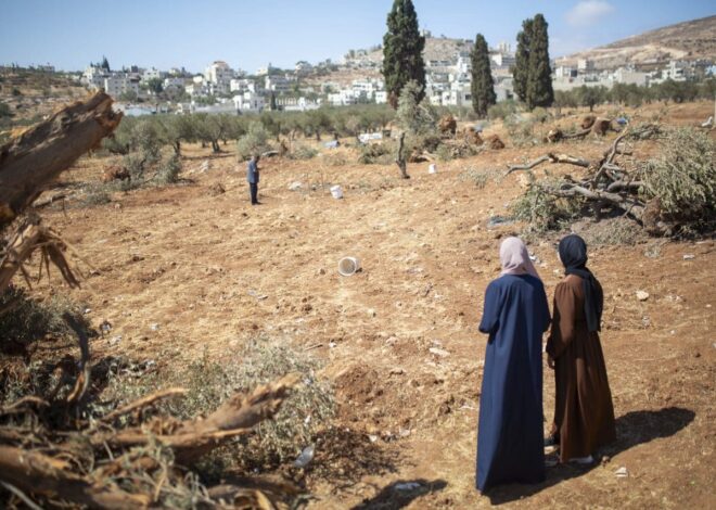 Israel wanted to punish a Palestinian village. So it destroyed 10,000 of its olive trees. – Mondoweiss