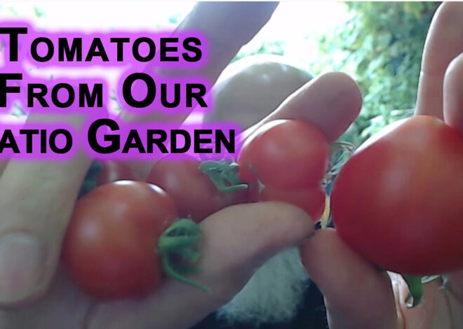Harvesting Tomatoes From Our Patio Garden [ASMR]