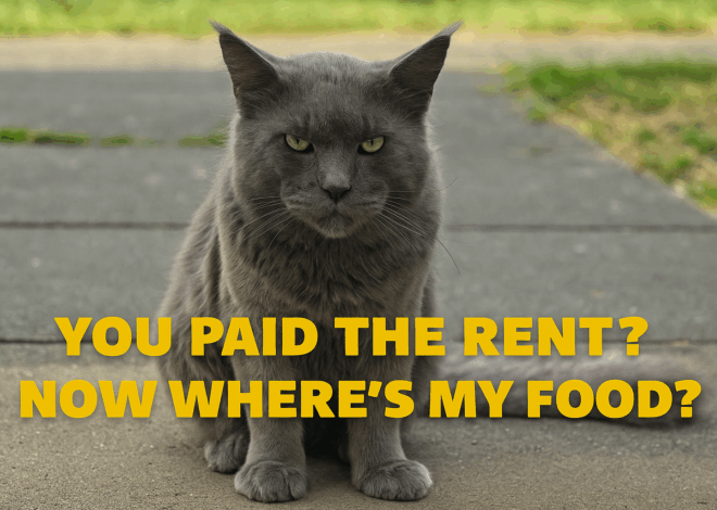 How Your Cat Can Join The BDS Movement
