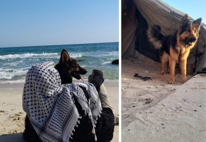 The Gaza Dog and the Conditioning of Western Mind