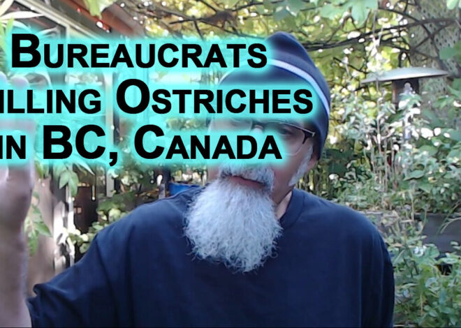 Bureaucrats Killing Ostriches in BC, Canada [SEE LINKS – NOTE: Looks like Ostriches are still alive]