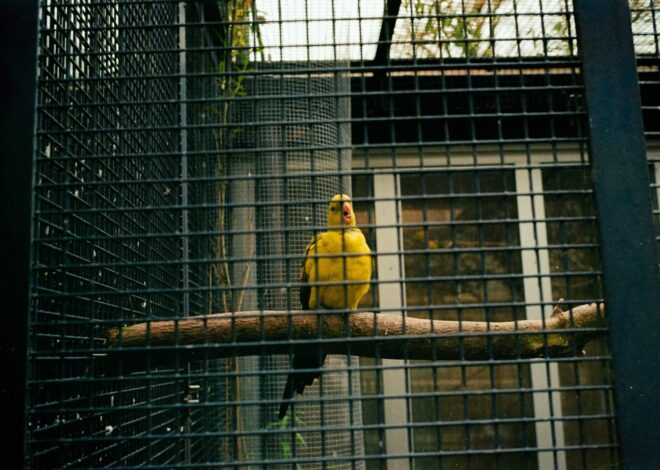 Investigation Reveals New Details About Canary Mission Operations