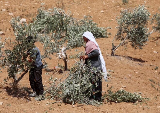 Olive harvest season marked with assault by Jewish settlers