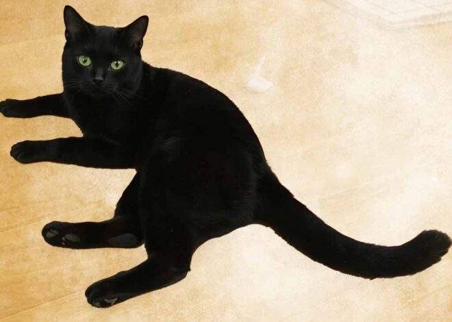 I miss my cat. – OffGuardian
