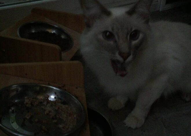 Our Kitty Cat, Sal, Enjoying Some Raw Chicken Liver [ASMR Animal Chewing Sounds, Lynx Balinese]