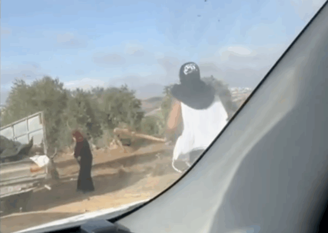 Video Shows Israeli Settler Clubbing Elderly Palestinian Woman Harvesting Olives