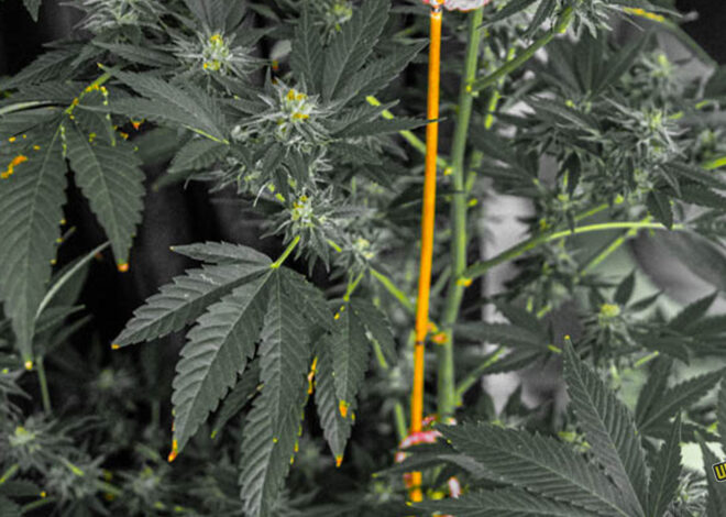 South Africa’s Complex New Marijuana Laws Produce, Hope, Fear and Confusion