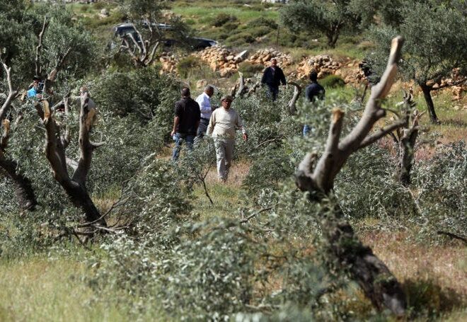 Olive Harvest under Apartheid and Genocide