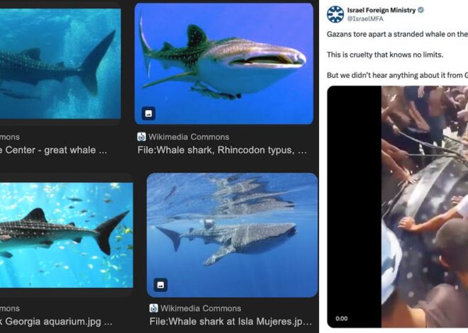 Israel Foreign Ministry Falsely Claims Palestinians Tore Apart A Beached Whale