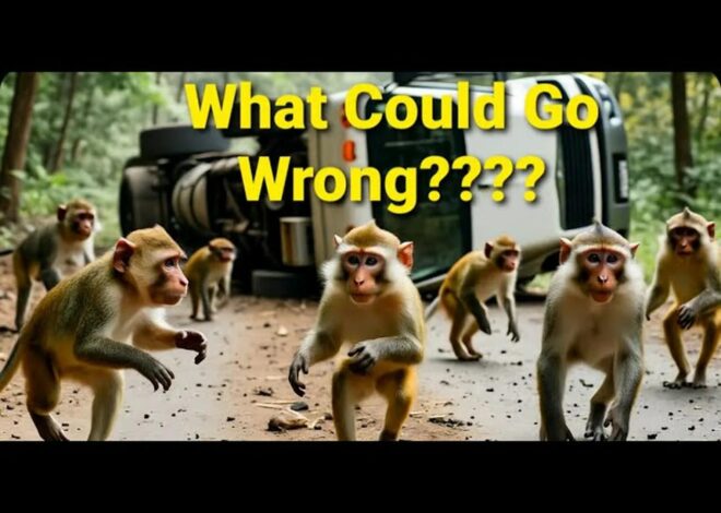 Escaped 'Aggressive' Lab Monkey Terrorizes Mississippi After Truck Crash!