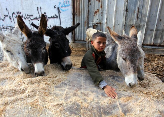 Germany is offering asylum to donkeys from Gaza. Gaza’s children? Not allowed. – Mondoweiss