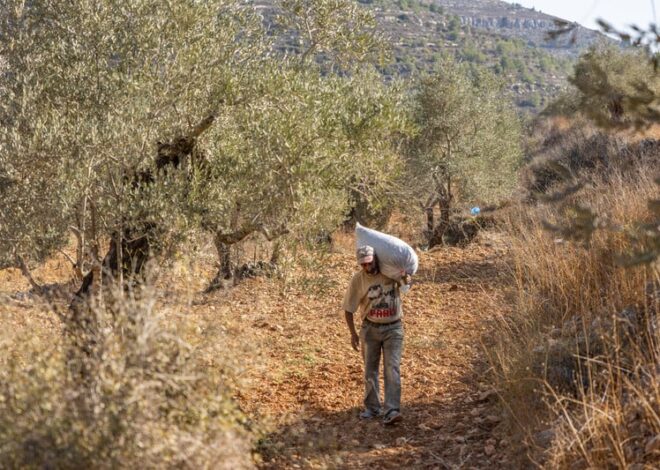 Settler violence hits record level