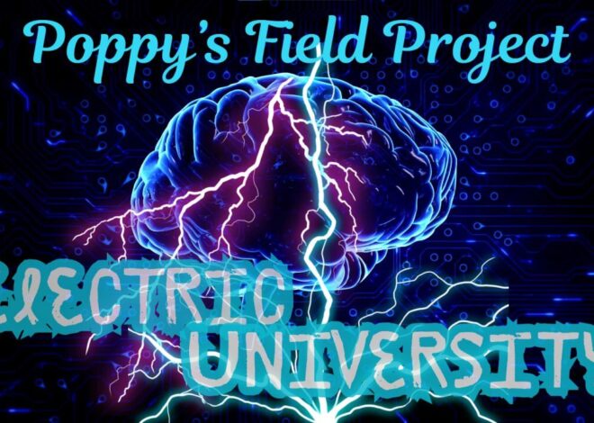 11/05/2025 Poppy’s Field Project