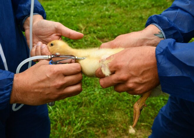 What the U.S. Government Is Dismissing That Could Seed a Bird Flu Pandemic — ProPublica