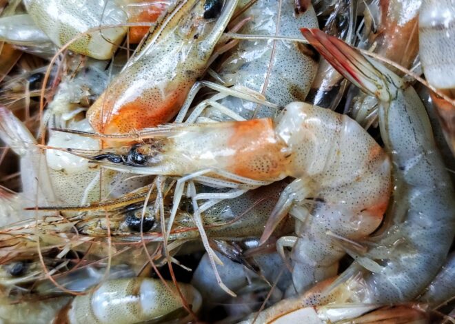 Foreign Food Safety Inspections Hit Historic Low After Trump Cuts — ProPublica