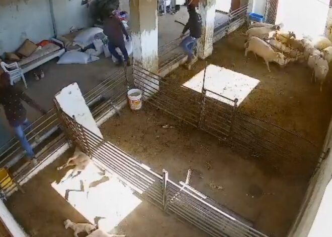 They Tortured Lambs In The West Bank