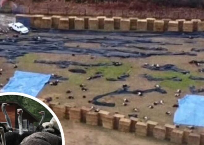 The Canadian Ostriches Have Been Killed