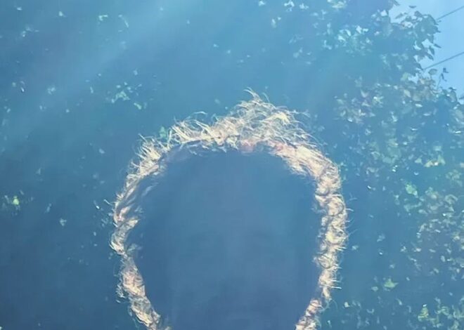 Job’s Report – by Zaquerí Nioúel