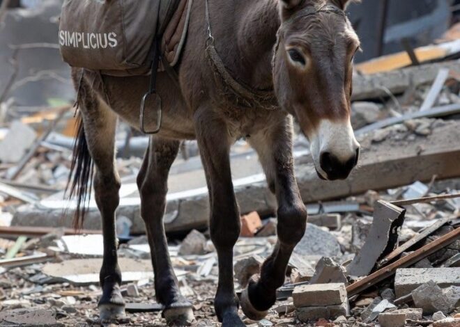 The Ol’ Mule Trods On!