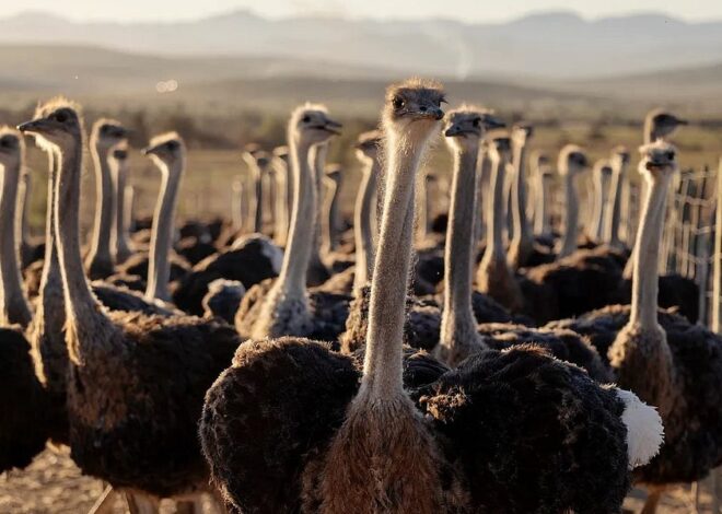 The Great Canadian “Ostrich Cull”