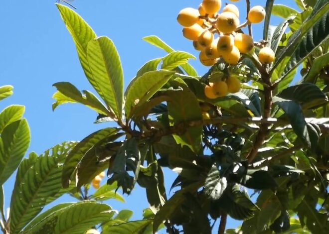 The Conscious Agora: 5 Year Progress Report (Walk and Talk)