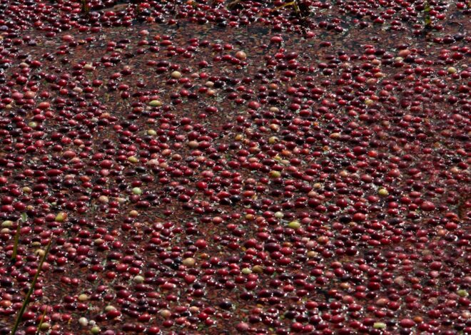 What Cranberry Restoration Teaches Us About Gratitude