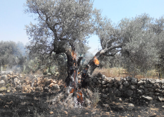 98% of Gaza’s Tree Cropland Destroyed by Israel Amidst Genocide