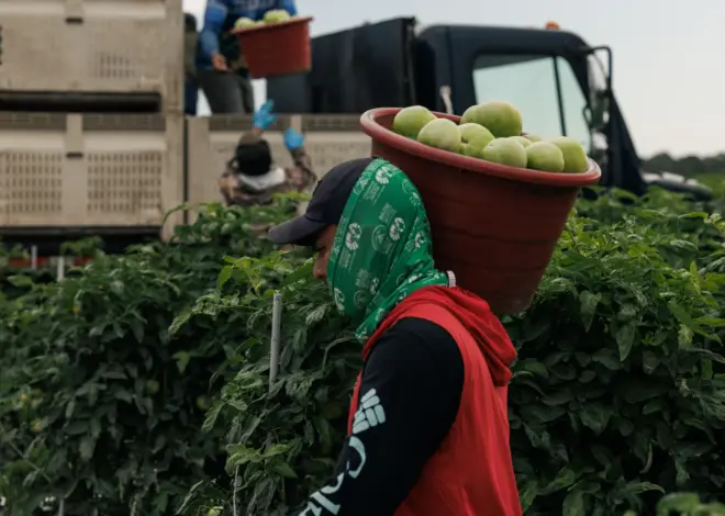 Why Few Farms Participate in the Fair Food Program, Which Experts Say Could Prevent Abuse — ProPublica