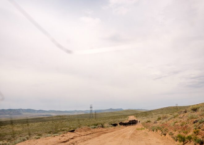 Wealthy Ranchers Profit From Public Lands. Taxpayers Pick Up the Tab. — ProPublica