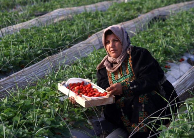 Israel’s genocide has destroyed Gaza’s renowned strawberry industry – Mondoweiss