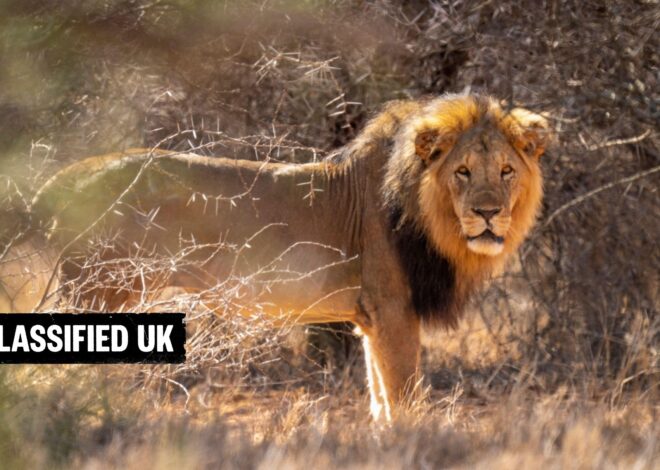 British army workers in Kenya sue over safety