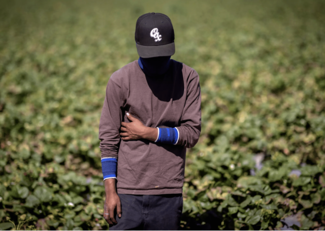 Lax Oversight, Few Inspections Leave Child Farmworkers Exposed to Toxic Pesticides