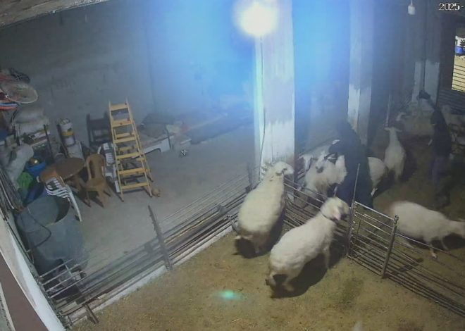 Israeli Settlers Spray Children With Tear Gas, Beat Sheep To Death in Attack on Palestinian Home