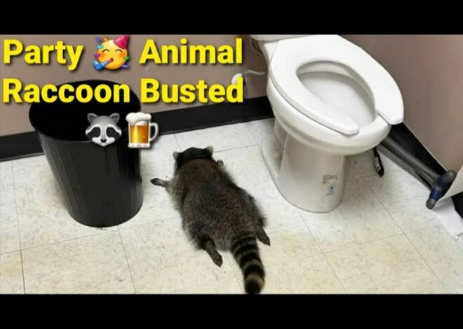 Drunk Raccoon Breaks Into Liquor Store, Gets Absolutely Hammered & Passes Out in Bathroom