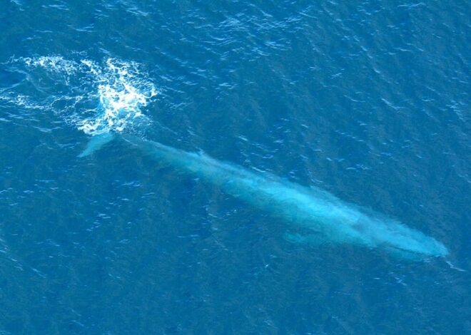 The Blue Whales Have Stopped Singing