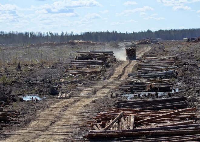 Save Our Forests, One Roll at a Time