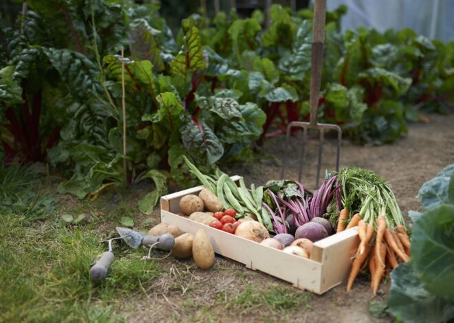 The Global Scam of ‘Feeding the World’ – OffGuardian