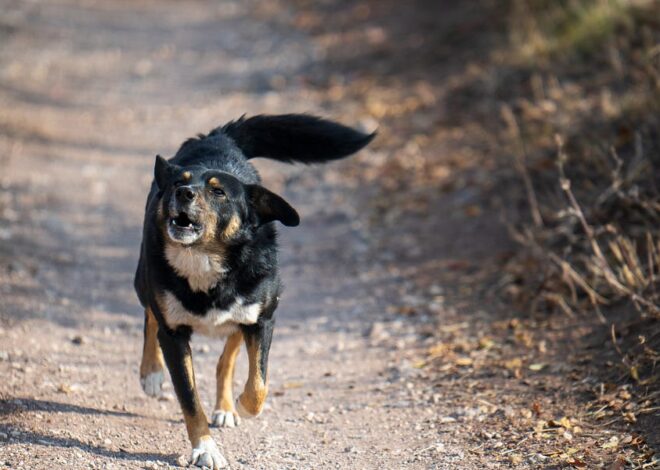 “Wag the Dog” predicted Trump’s invasion of Venezuela… and the many more to come