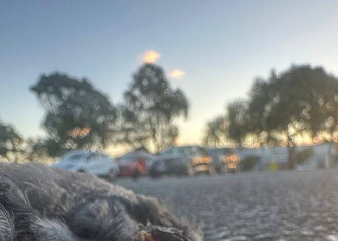 Shine – by Caitlin Johnstone