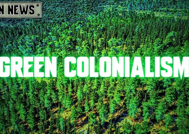 Why Are Pine Tress In Israel Dying? | @GetIndieNews @drghadasasa